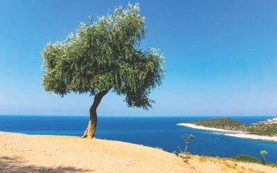 The Olive Tree in Greece